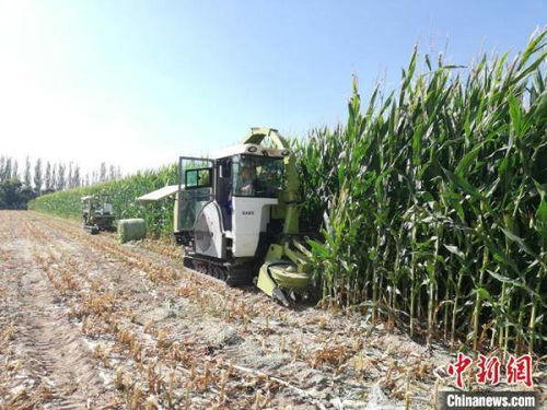 甘肅飼草裝備產業化提速，飼料生產邁向智能化新階段
